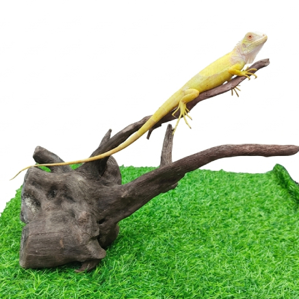 Pet Image